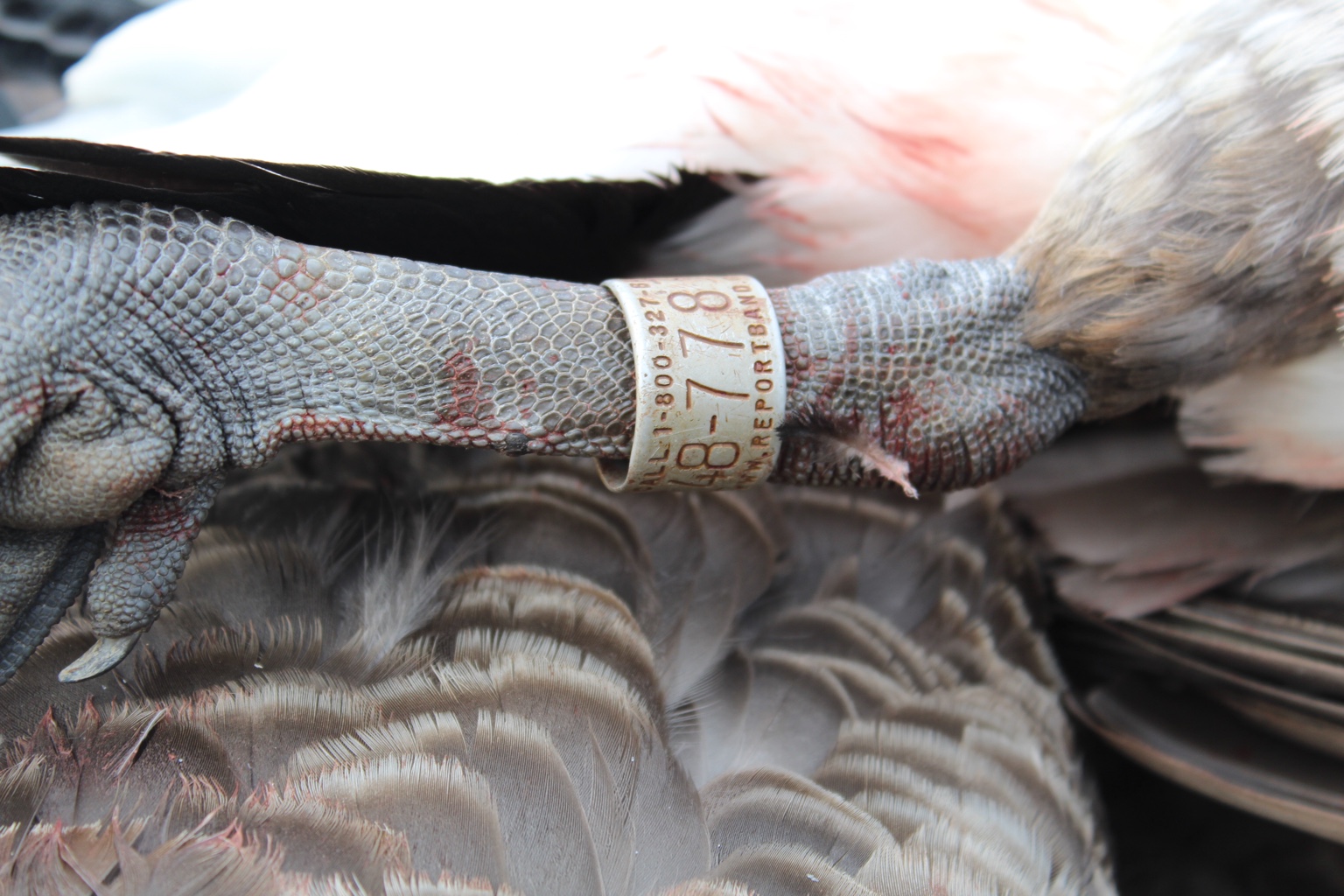 Close view of a numbered band on a waterfowl leg