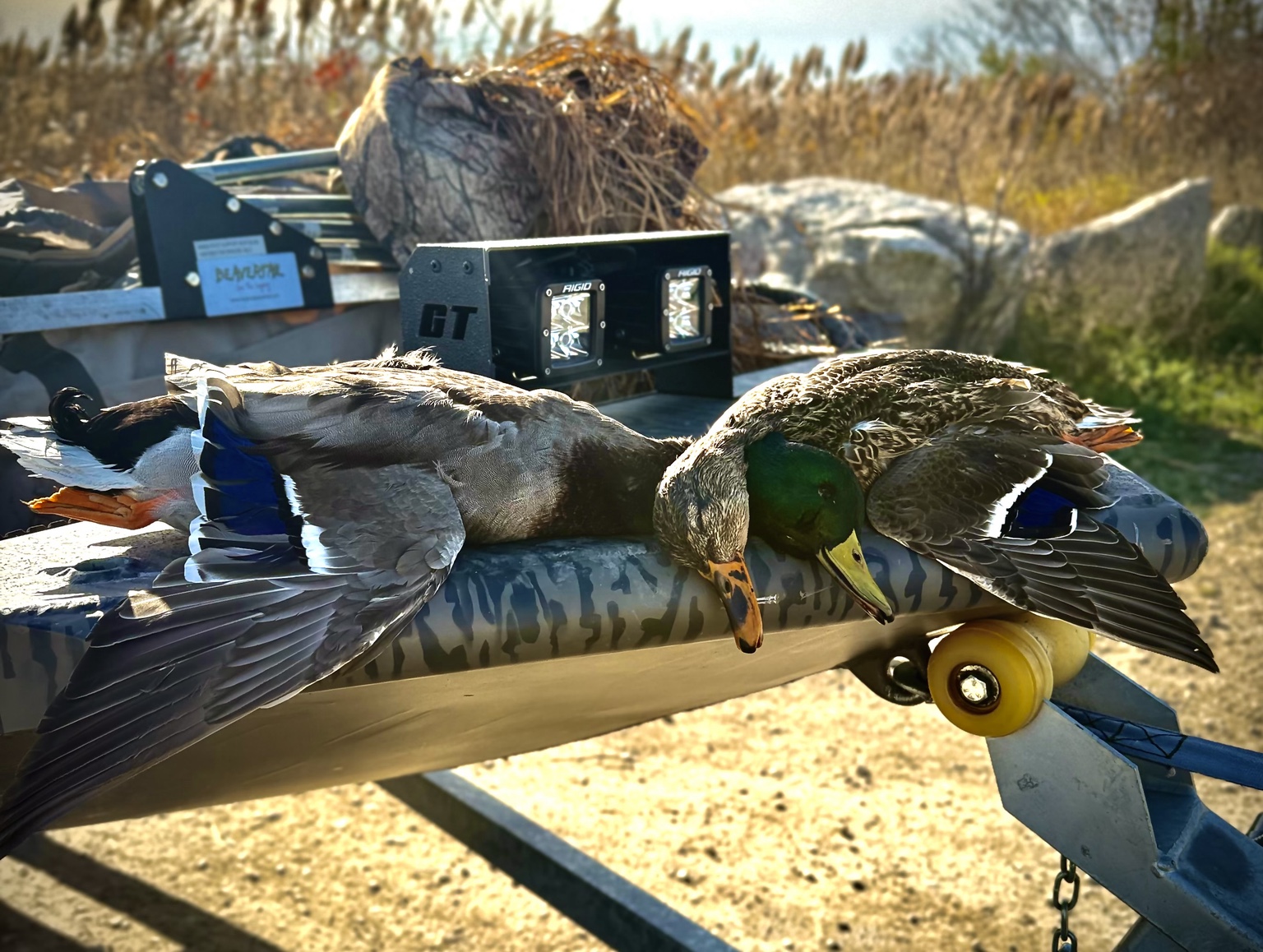 Waterfowl and field gear arranged beside the water