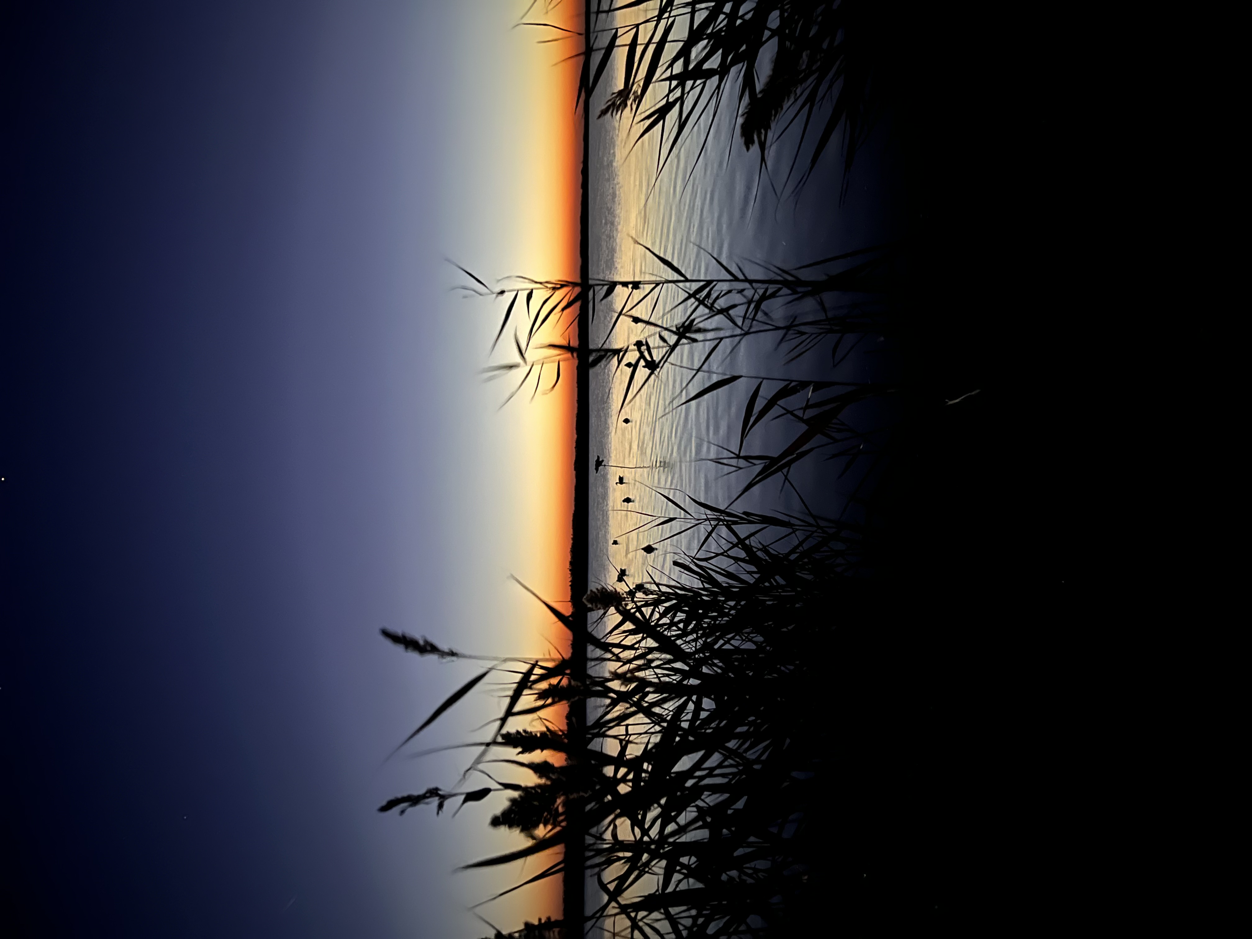 Predawn color over a waterfowl marsh
