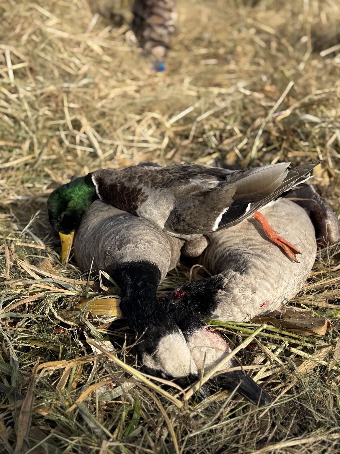 Late-season mallards resting in marsh grass
