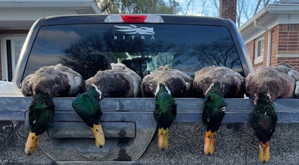Mallards arranged along a truck tailgate