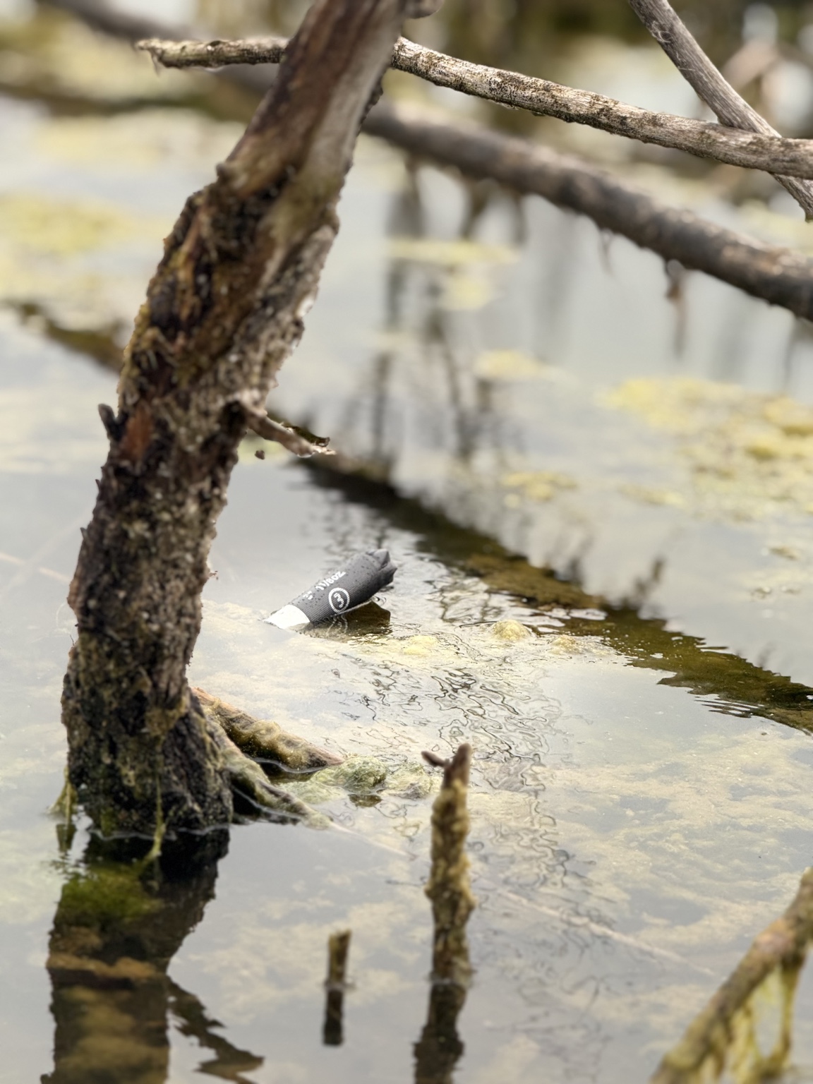 Field detail floating among reflections in shallow marsh water