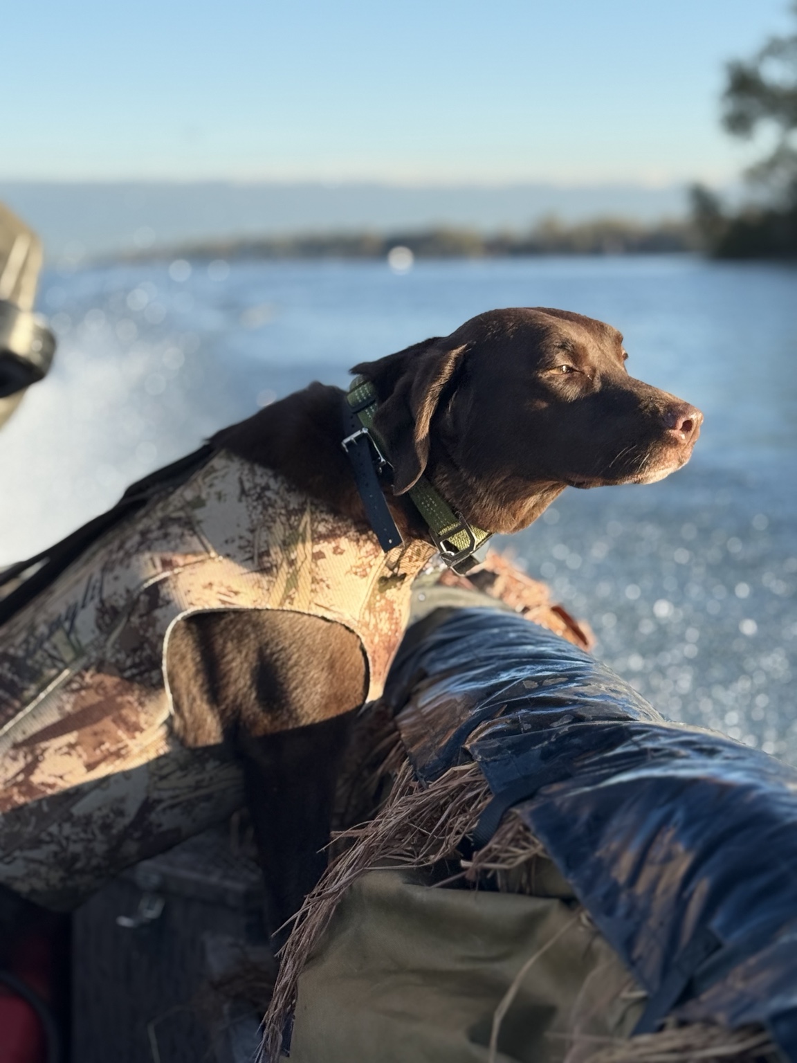 Chocolate Labrador retriever looking across the water